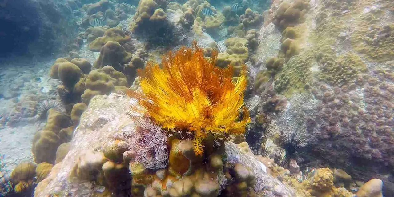 Andaman 27 — 2N Port Blair + 2N Havelock Island + 1N Neil Island