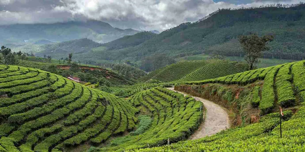Kerala 2 — 2N Munnar + 1N Thekkady + 2N Alleppey