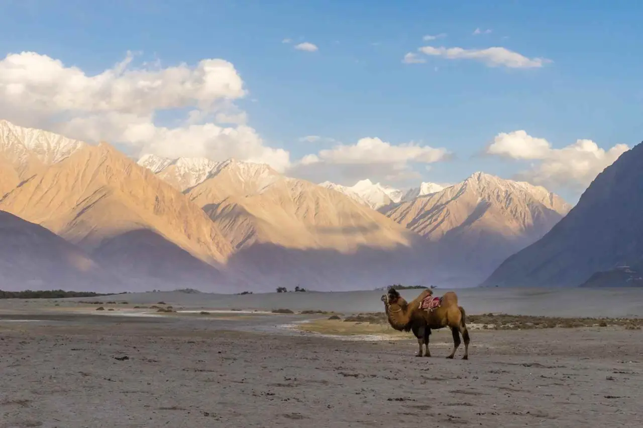 Ladakh 6 — 3 Nights Leh – 1 Night Nubra – Day Trip Pangong
