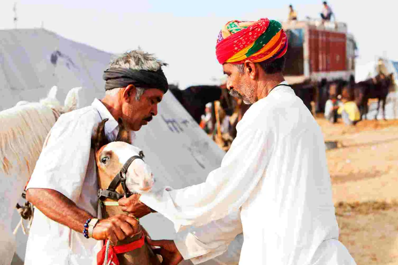 Rajasthan 12 — 1N Agra + 2N Ranthambore + 1N Puskar + 2N Jaipur