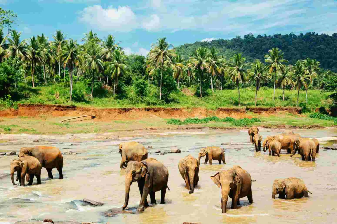 Sri Lanka 6 — 2N Kandy + 1N Nuwara Eliya + 2N Bentota